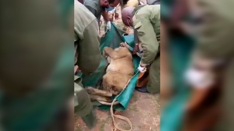 Nairobi vyděsil uprchlý lev